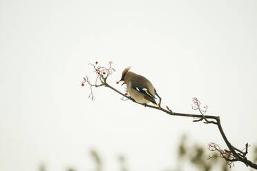 Bird perching on twig - JOHF06362