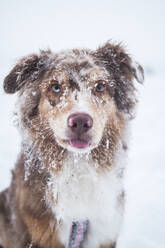 Hund vom Schnee bedeckt - JOHF06363