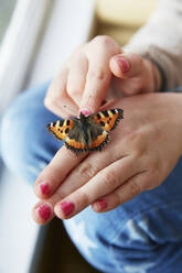 Schmetterling auf der Hand - JOHF06378