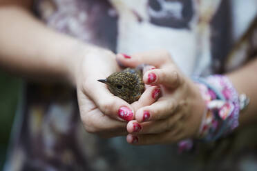 Womans hands holding chick - JOHF06383