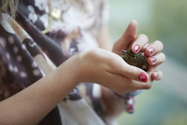 Womans hands holding chick - JOHF06385