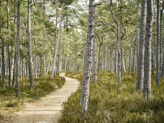 Pfad durch den Wald - JOHF06403