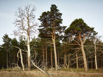 Pine forest - JOHF06407