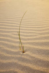 Grass on sand - JOHF06408