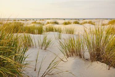 Sand dunes - JOHF06409