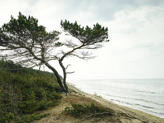 Pine tree at sea - JOHF06411