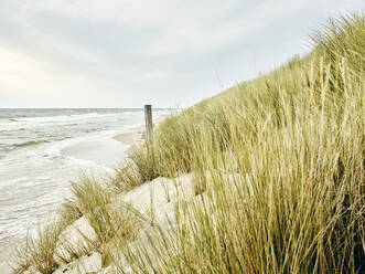 Gras auf einer Sanddüne - JOHF06415