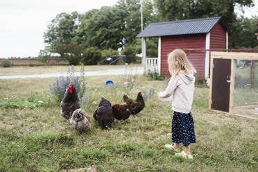Girl feeding chickens - JOHF06434