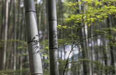 Bambus im Wald - JOHF06461