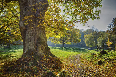 Large tree in forest - JOHF06471