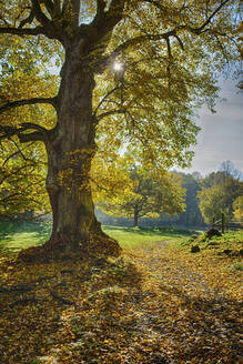 Großer Baum im Wald - JOHF06472