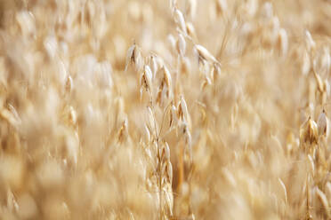 Oats field - JOHF06476