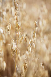 Oats field - JOHF06478