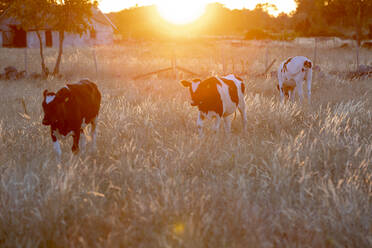 Cows on meadow - JOHF06501