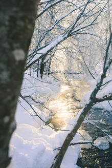 Fluss im Winterwald - JOHF06587