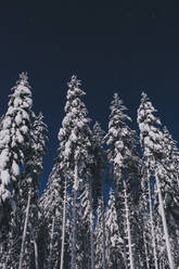Schnee auf Bäumen - JOHF06592