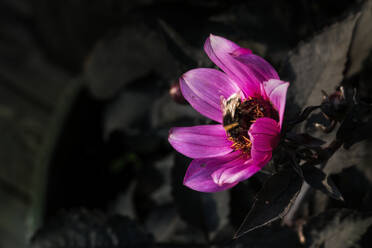 Bumblebee on purple flower - JOHF06673