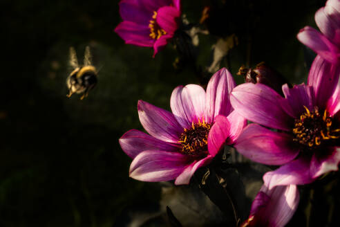 Hummel fliegt neben der Blüte - JOHF06674