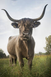 Cow standing in meadow - JOHF06685