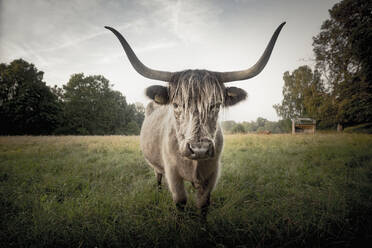 Cow standing in meadow - JOHF06686