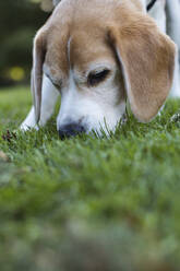 Hund schnüffelt im Gras - JOHF06732
