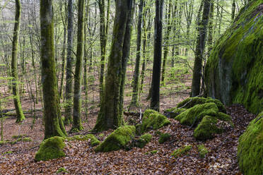 Rocks and trees covered with moss - JOHF06831