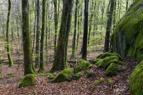 Rocks and trees covered with moss - JOHF06831