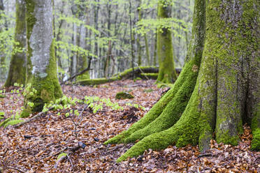 Old trees covered with moss - JOHF06832