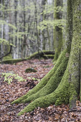 Alter Baum mit Moos bedeckt - JOHF06833