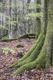 Old tree covered with moss - JOHF06833
