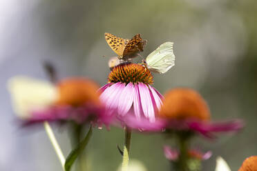 Schmetterlinge auf Blume - JOHF06837