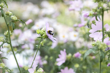 Bumblebee on flower - JOHF06839