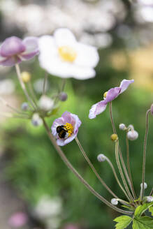 Hummel auf Blüte - JOHF06840