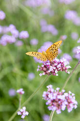 Schmetterling auf Blume - JOHF06842