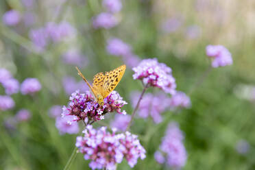 Schmetterling auf Blume - JOHF06843