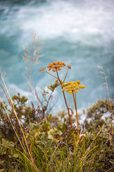 Wildblumen am Flussufer - JOHF06853