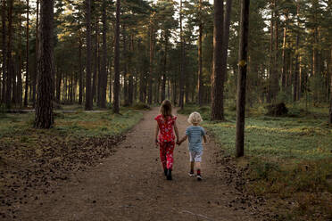 Kinder wandern durch den Wald - JOHF06965