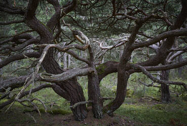 Verdrehter Baum im Wald - JOHF06995