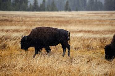 Bisons im Regen im Yellowstone-Nationalpark, USA - CAVF73840