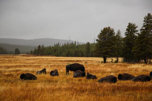 Büffelherde im Yellowstone-Nationalpark, USA - CAVF73842