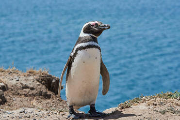 Pinguin am Strand von Patagonien, Argentinien - CAVF73873