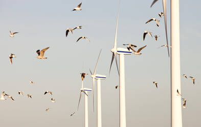 Windkraftanlagen an der Westküste von Cumbria in der Nähe von Workington, Cumbria, Großbritannien, mit einem vorbeifliegenden Heringsmöwenschwarm. - CAVF73914