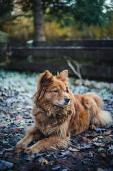 Roter flauschiger Hund auf frostigen Blättern liegend schaut aus der Kamera - CAVF73983