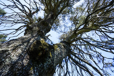 Naturdenkmal von Pinsapo de la Escalereta, Parauta, Malaga, S - CAVF74008