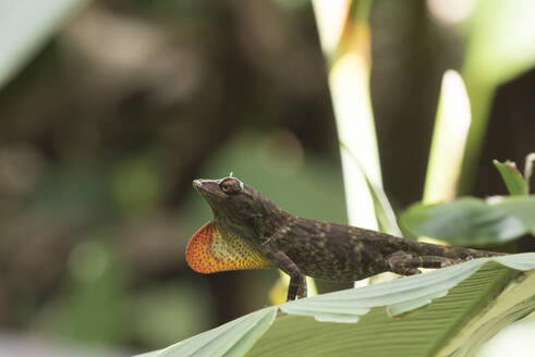 A anole lizard on a leaf in Costa Rica. - CAVF74010