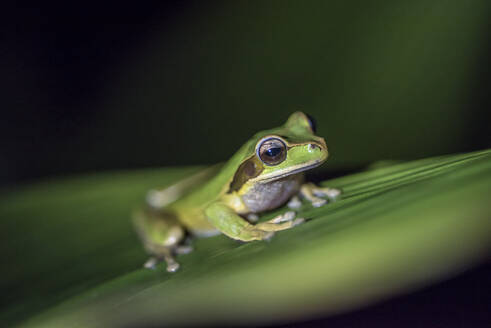 Ein Laubfrosch auf einem Blatt in Costa Rica - CAVF74017