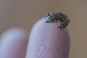 Ein winziger Frosch in Costa Rica am Ende eines Fingers. - CAVF74018