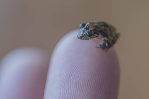 A tiny frog in Costa Rica on the end of a finger. - CAVF74018