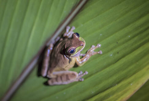 Ein Laubfrosch auf einem Blatt in Costa Rica - CAVF74019