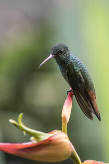 Ein Kolibri auf einer Blüte in Costa Rica. - CAVF74020